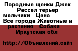 Породные щенки Джек Рассел терьер-мальчики › Цена ­ 40 000 - Все города Животные и растения » Собаки   . Иркутская обл.